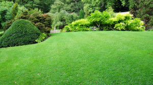 Lawn Care Services Tampa Lawn Service